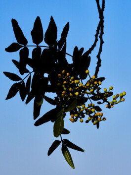 LUPA 